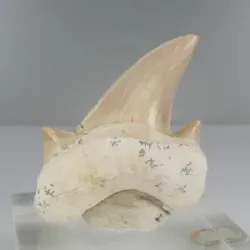 SHARK TEETH