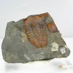 TRILOBITES