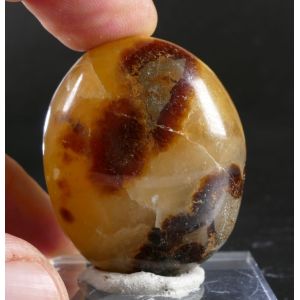 SEPTARIA PALM STONE FROM MADAGASCAR | 43 MM | 59 GRAM (© ROCKSHOP.CZ) | Buy at $7