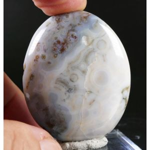 OCEAN JASPER PALM STONE FROM MADAGASCAR | 55 MM | 61 GRAM (© ROCKSHOP.CZ) | Buy at $19