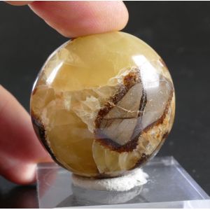 SEPTARIA PALM STONE FROM MADAGASCAR | 37 MM | 55 GRAM (© ROCKSHOP.CZ) | Buy at $7
