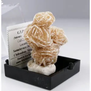 GYPSUM SELENITE DESERT ROSE - SAMALAYUCA DESERT, MEXICO | PERKY BOX & LABEL (© ROCKSHOP.CZ) | Buy at $9.95