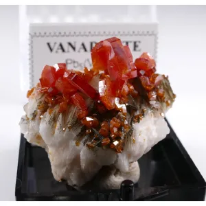 FINE RED VANADINITE THUMBNAIL - MIBLADEN, MOROCCO | PERKY BOX & LABEL (© ROCKSHOP.CZ) | Buy at $28