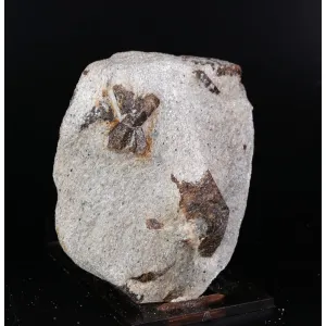 STAUROLIT - KEIVY MOUNTAINS,RUSKO  | 68 X 52 X 32 MM (© ROCKSHOP.CZ) | Buy at $35