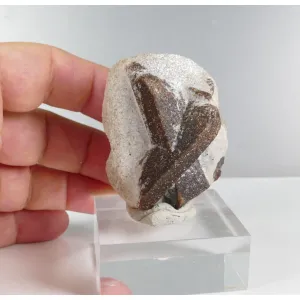 STAUROLITE CRYSTAL TWIN - KEIVY MOUNTAINS,RUSSIA 76 G | 57 X 41 X 24 MM (© ROCKSHOP.CZ) | Buy at $70