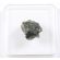NATURAL RAW MOLDAVITE SPECIMEN 1.81 GRAM | COA & BOX (© ROCKSHOP.CZ) | Buy at $69